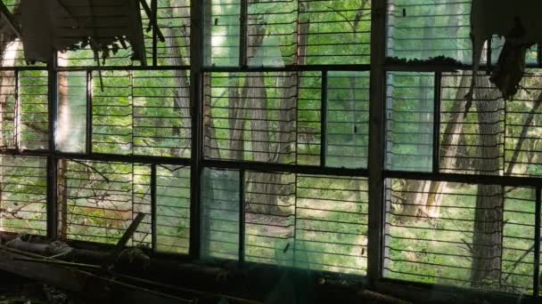 Les Animaux Ont Commencé Apparaître Dans Ville Ruinée Pripyat Dans — Video