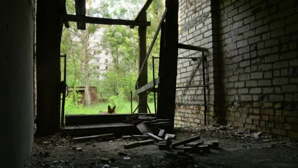Hewan Hewan Tersebut Mulai Muncul Reruntuhan Kota Pripyat Zona Chernobyl — Stok Video