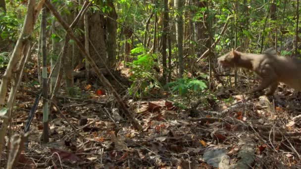 Close Fossa Cryptoprocta Ferox Seu Habitat Natural Madagáscar — Vídeo de Stock