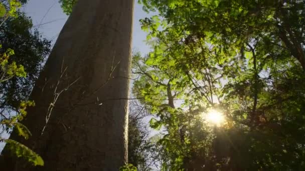 Widok Lotu Ptaka Drzewa Baobabs Adansonia Digitata Madagaskarze — Wideo stockowe