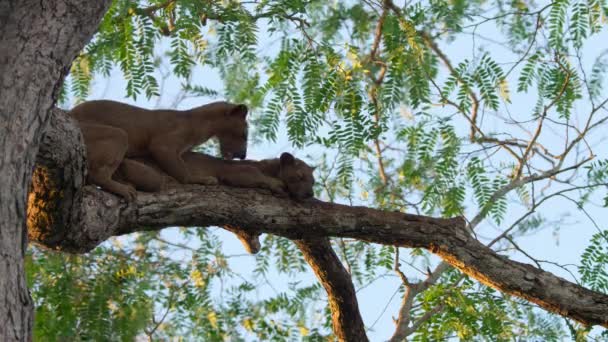 마다가스카르의 나무에서 짝짓기 시즌에 Cryptoprocta Ferox 번식의 — 비디오