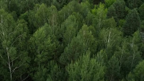 Blick Auf Die Vegetation Der Zerstörten Stadt Pripjat Der Radioaktiven — Stockvideo
