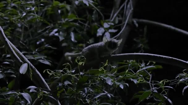Close Gray Mouse Lemur Microcebus Murinus Feed Honeydew Produce Flatid — Vídeo de Stock