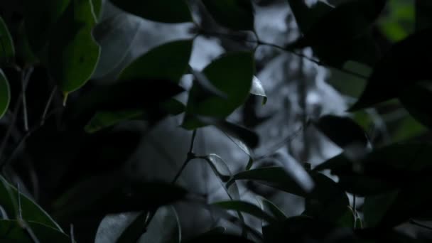 Пласка Листова Жучка Flatida Rosea Харчується Деревним Соком Поглинає Потрібну — стокове відео