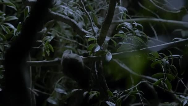 マダガスカルの夜の平らな葉のバグからハチミツデューの農産物に与える灰色のマウスレモル マイクロケバスのマリヌス の近く — ストック動画