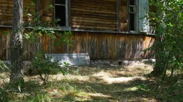 Dieren Begonnen Verschijnen Verwoeste Stad Pripyat Radioactieve Tsjernobyl Zone Oekraïne — Stockvideo