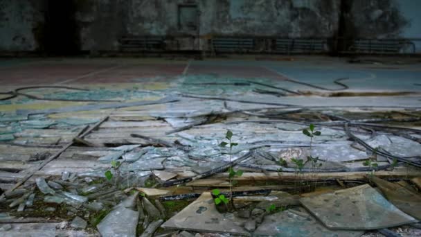 Widok Roślinności Zaczął Kiełkować Zrujnowanym Mieście Prypeć Radioaktywnej Strefie Czarnobyla — Wideo stockowe