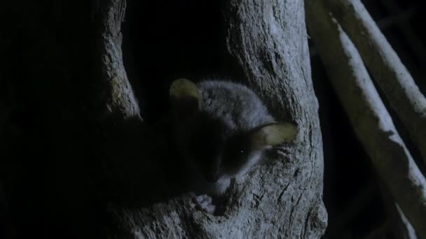 在马达加斯加 灰鼠狐猴 Microcebus Murinus 在白天在洞里睡觉 — 图库视频影像