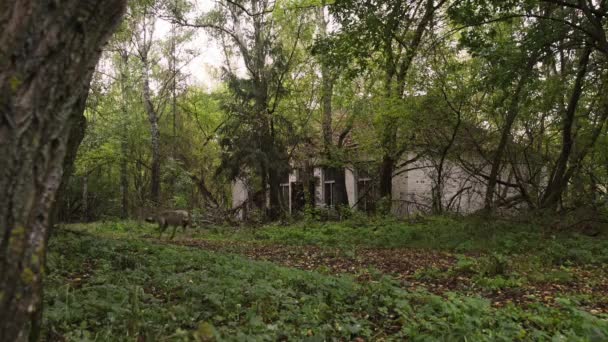Ζώα Άρχισαν Εμφανίζονται Στην Κατεστραμμένη Πόλη Pripyat Στη Ραδιενεργή Ζώνη — Αρχείο Βίντεο