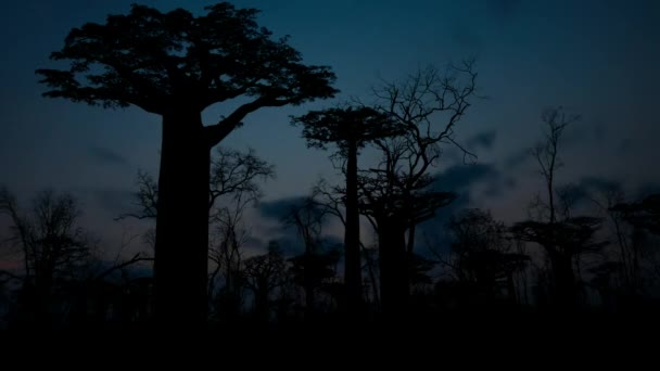 マダガスカルで夕暮れから夜明けまで バオバブの木 アダンソニアデジタ のタイムラプス — ストック動画