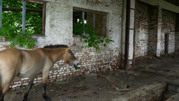 Los Animales Comenzaron Aparecer Ciudad Ruinas Pripyat Zona Radioactiva Chernobyl — Vídeo de stock