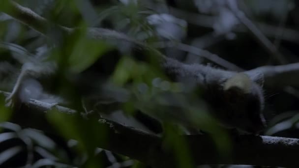 マダガスカルの夜の平らな葉のバグからハチミツデューの農産物に与える灰色のマウスレモル マイクロケバスのマリヌス の近く — ストック動画