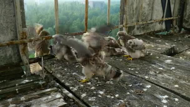 Die Tiere Tauchten Der Zerstörten Stadt Pripjat Der Radioaktiven Zone — Stockvideo