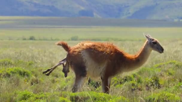 Das Guanako Weibchen Lama Guanicoe Bringt Torres Del Paine Nationalpark — Stockvideo