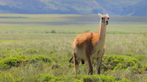Fêmea Guanaco Lama Guanicoe Dando Luz Bebê Recém Nascido Parque — Vídeo de Stock