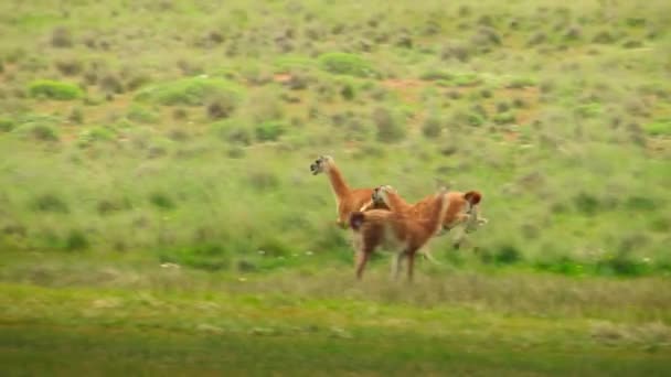 Bachelor Guanaco Lama Guanicoe Drivs Rivaliserande Hane Långt Från Hjorden — Stockvideo