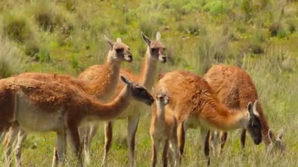 チリ南部のトレスデルパイン国立公園で放牧するガナコ ラマグアンコ — ストック動画
