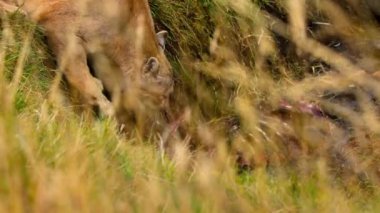 Güney Amerikalı puma (Puma concolor concolor concolor) ve yavrusu Güney Şili Patagonya 'daki Torres del Paine Ulusal Parkı' nda bir guanakonun kalıntılarını yiyorlar..