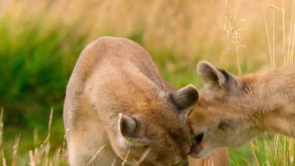 Couguar Sud Américain Puma Concolor Concolor Avec Des Oursons Dans — Video