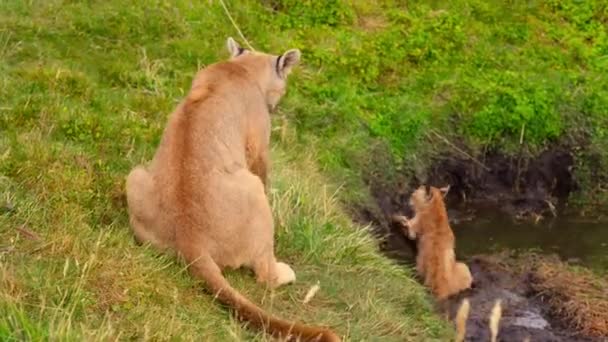 Jihoamerická Puma Puma Concolor Concolor Mláďaty Národním Parku Torres Del — Stock video