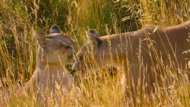 Puma Sudamericano Puma Concolor Concolor Busca Comida Parque Nacional Torres — Vídeo de stock