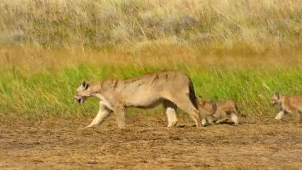 Cougar Sudamericana Puma Concolor Concolor Con Cuccioli Nel Parco Nazionale — Video Stock