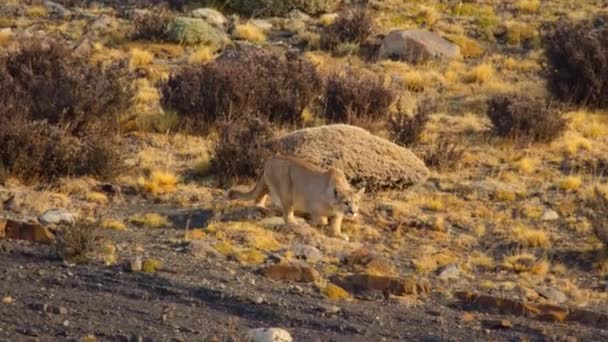 Den Sydamerikanska Puman Puma Concolor Concolor Stalking Och Jakt Guanaco — Stockvideo