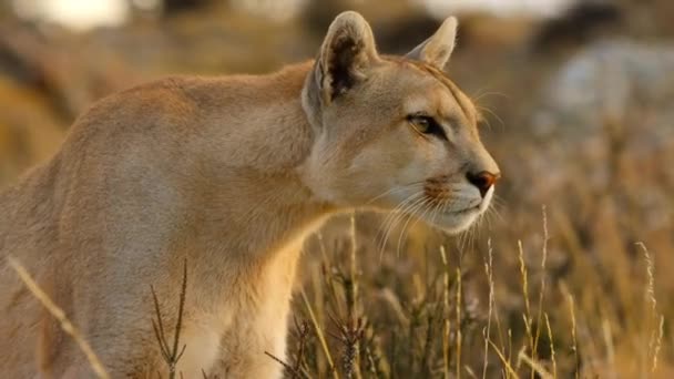 Den Sydamerikanska Puman Puma Concolor Concolor Söker Mat Torres Del — Stockvideo