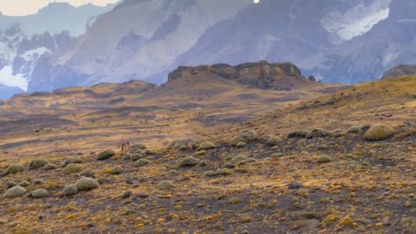 South American Cougar Puma Concolor Concolor Cubs Torres Del Paine — Stock Video