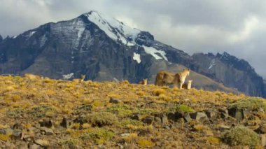 Güney Amerika puması (Puma concolor concolor concolor) ile Torres del Paine Ulusal Parkı, Güney Şili Patagonya.