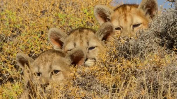 Close South American Cougar Cubs Puma Concolor Concolor Torres Del — Stock Video