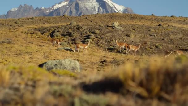Guanaco Lama Guanicoe Pastando Parque Nacional Torres Del Paine Sul — Vídeo de Stock