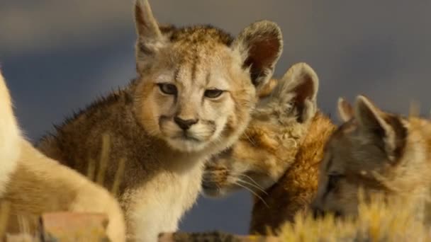 South American Cougar Puma Concolor Concolor Cubs Torres Del Paine — Stock Video