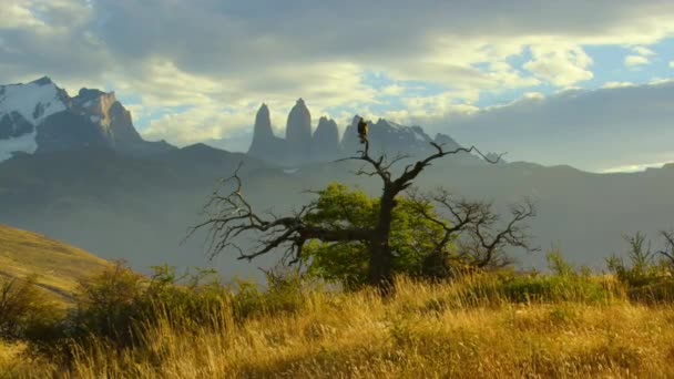 Falcon Resting Tree Torres Del Paine National Park Southern Chilean — Stock Video