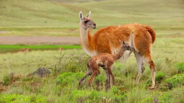 Femelle Guanaco Lama Guanicoe Accouchant Nouveau Dans Parc National Torres — Video