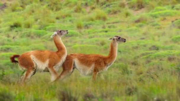 チリ南部のトレスデルパイン国立公園で繁殖する男性と女性のガナコ ラマグアンコ — ストック動画