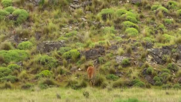 Гуанако Lama Guanicoe Пошуках Пасовища Достатньо Вражаючої Залучення Жінок Національний — стокове відео