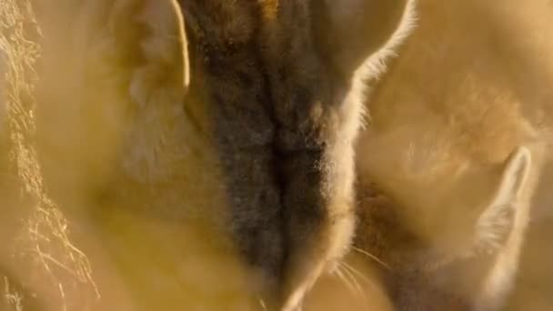 Güney Amerikalı Puma Puma Concolor Concolor Concolor Yavrusu Güney Şili — Stok video