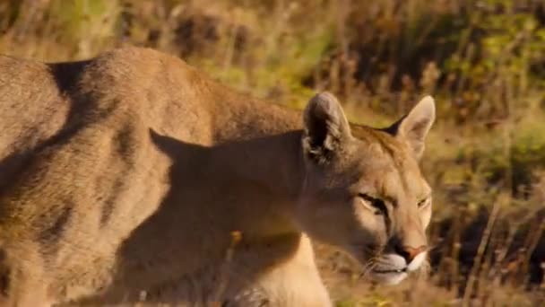 Der Südamerikanische Puma Puma Concolor Concolor Auf Nahrungssuche Torres Del — Stockvideo