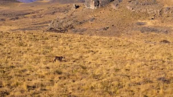 南米のクーガー プーマ コンコール チリ南部のパタゴニアのトレス パイン国立公園で食べ物を探しています — ストック動画