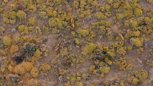 南アメリカのクーガー プーマ コンコール とトレス パイン国立公園 南チリ パタゴニアのキューブ — ストック動画