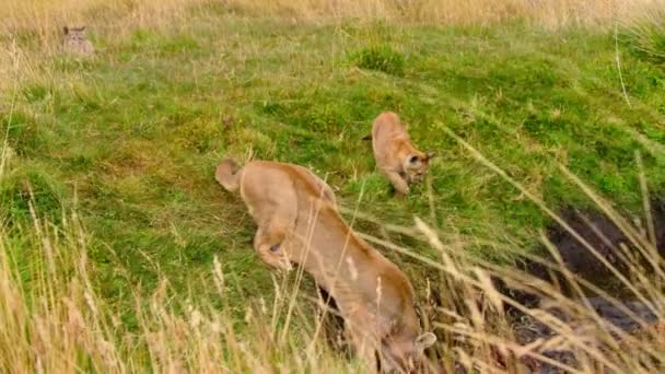 South American Cougar Puma Concolor Concolor Her Cub Eating Remains — Stock Video