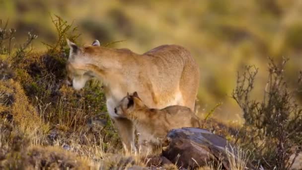 Puma Sudamericano Puma Concolor Concolor Con Cachorros Parque Nacional Torres — Vídeo de stock