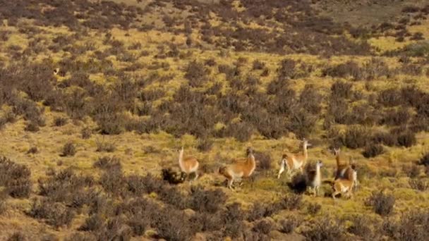 智利南部巴塔哥尼亚Torres Del Paine国家公园的南美美洲狮 美洲狮变色龙 跟踪和猎捕瓜纳科 — 图库视频影像