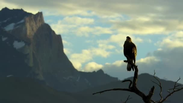 Halcón Descansando Sobre Árbol Parque Nacional Torres Del Paine Sur — Vídeo de stock
