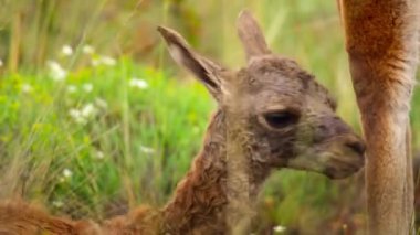 Dişi guanaco (Lama guanicoe) Torres del Paine Ulusal Parkı 'nda doğum yapar..