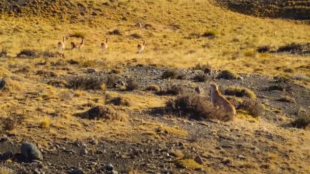 南米のクーガー プーマ コンコール チリ南部のパタゴニア州トレスデル パイン国立公園でガナコをストーカーし 狩猟しています — ストック動画
