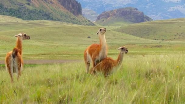 Cría Guanacos Machos Hembras Lama Guanicoe Parque Nacional Torres Del — Vídeos de Stock