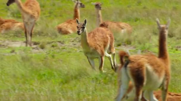 在智利南部巴塔哥尼亚的Torres Del Paine国家公园 单身汉瓜纳科 Lama Guanicoe 被赶离牧群很远的雄性动物 — 图库视频影像
