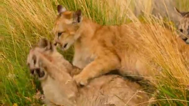 Close South American Cougar Cubs Puma Concolor Concolor Torres Del — Stock Video
